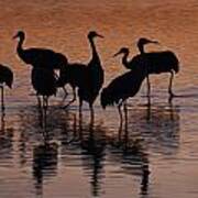 Silhouette Of Sandhill Cranes Wading In Art Print