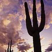 Silhouetted Saguaro Cactus Sunset At Dusk Arizona State Usa Art Print