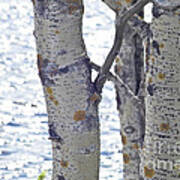 Silver Birch Trees At A Sunny Lake Art Print