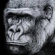 Silverback - A Drawing Art Print