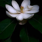 Sweet White Magnolia Bloom Art Print