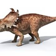 Sinoceratops Male Dinosaur Art Print
