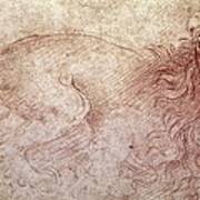 Sketch Of A Roaring Lion Art Print