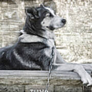 Tuya - Sled Dog Of Denali Art Print