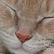 Sleeping Cat Face Closeup Art Print