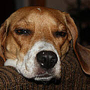 Sleepy Beagle Art Print
