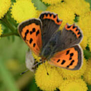Small Copper Butterfly Art Print