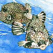 Smooth Trunkfish Pair Art Print