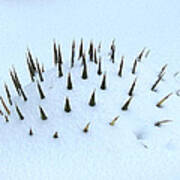 Snow And Spines Art Print