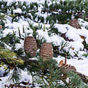 Snow Cones Art Print