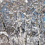 Snow Covered Birch Trees Art Print