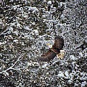 Snow Flight Bald Art Print