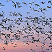 Snow Goose Flock In Flight New Mexico Art Print