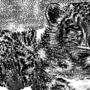 Snow Leopard Art Print