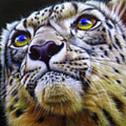 Snow Leopard Art Print