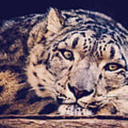 Snow Leopard Art Print