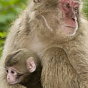 Snow Monkeys, Mother With Her Baby Art Print