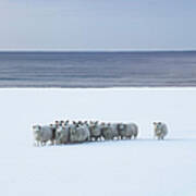 Snow Sheep Art Print