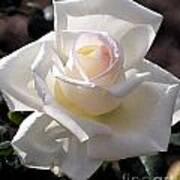 White Rose Bloom Art Print
