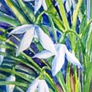 Snowdrops Art Print