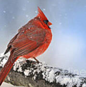 Snowing On Red Cardinal Art Print