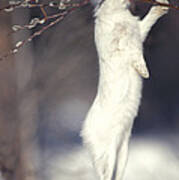 Snowshoe Hare Feeding On Pussy Willow Art Print