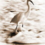 Snowy Egret Art Print