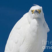 Snowy Egret - Fort Desoto Park No. 1 Art Print