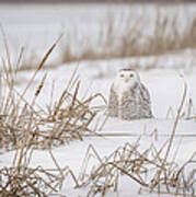 Snowy Owl At The Marsh 4 Art Print