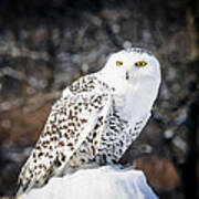 Snowy Owl Cold Stare Art Print