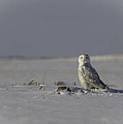 Snowy Owl In A Snow Covered Field Art Print