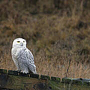 Snowy Owl Art Print