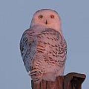 Snowy Owl Sunrise Art Print