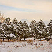 Snowy Winter Pine Trees Art Print