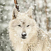 Snowy Wolf Art Print