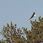 Soaring Bald Eagle Art Print