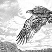 Soaring Eagle Art Print