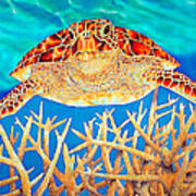 Sea  Turtle Soaring Over Staghorn Art Print