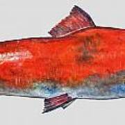 Sockeye Salmon Art Print