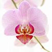 Soft Orchid Art Print