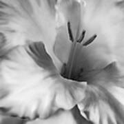 Soft Silver Gladiola Flower Art Print