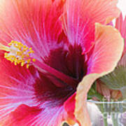Soft Touch Hibiscus Art Print