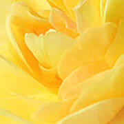 Soft Yellow Rose Art Print
