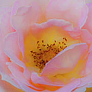 Softly Rose Art Print