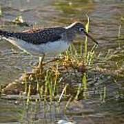 Solitary Sandpiper 2 Art Print