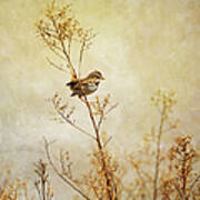 Song Sparrow In Serene Scene Art Print
