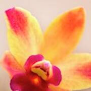 Sophrolaeliocattleya Orchid Art Print