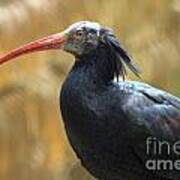 Northern Bald Ibis Art Print