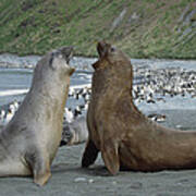 Southern Elephant Seal Bulls Fighting Art Print