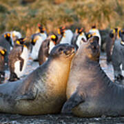 Southern Elephant Seals Fighting South Art Print